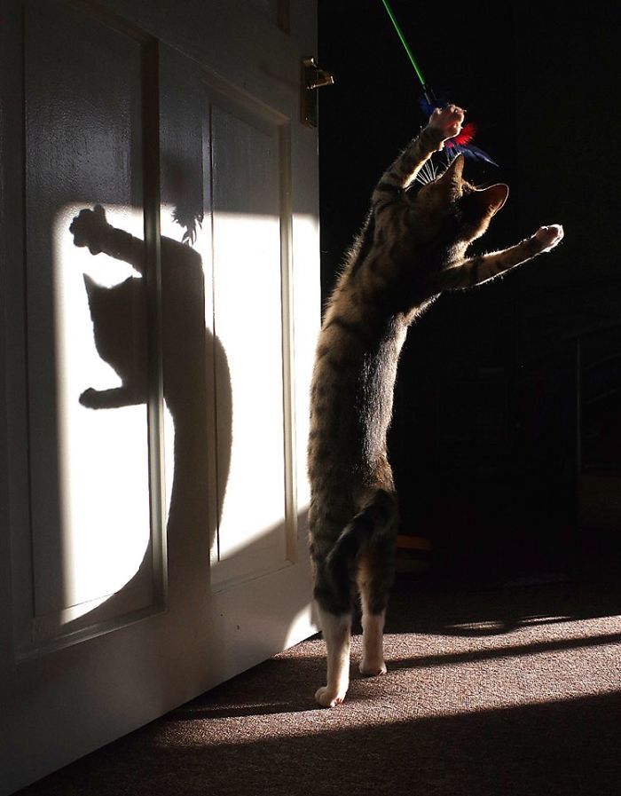Ці коти вміють танцювати: кумедні фото - фото 1
