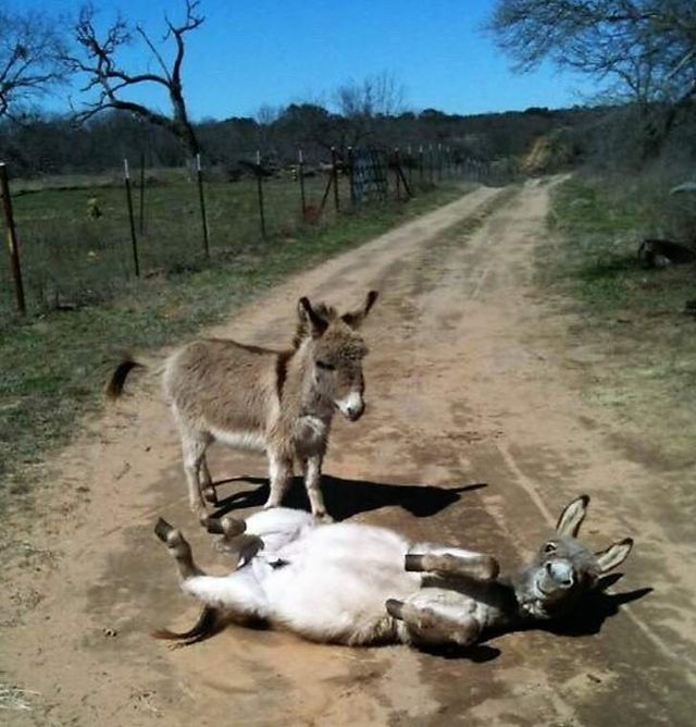 Дивні знімки, зроблені Google Street View- фото 241812