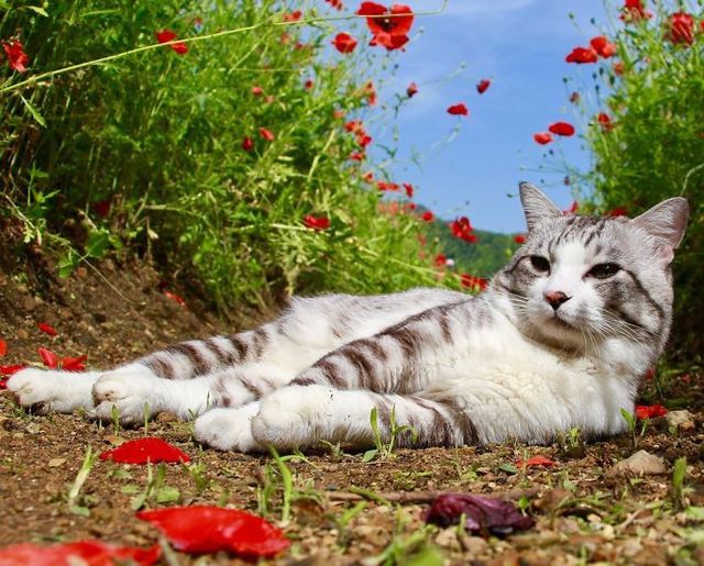 У мережі знайшли найбільш фотогенічного кота - фото 239536