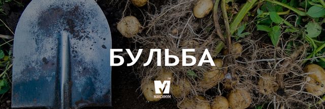 Бульба - фото 243821