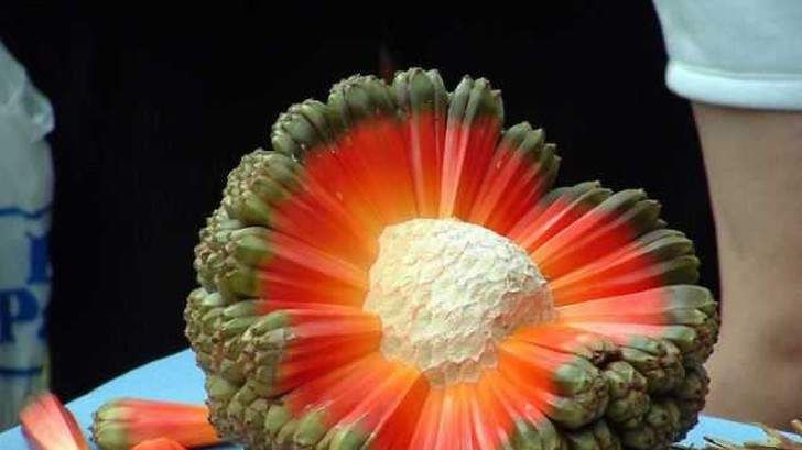 Так виглядають найнезвичайніші фрукти світу