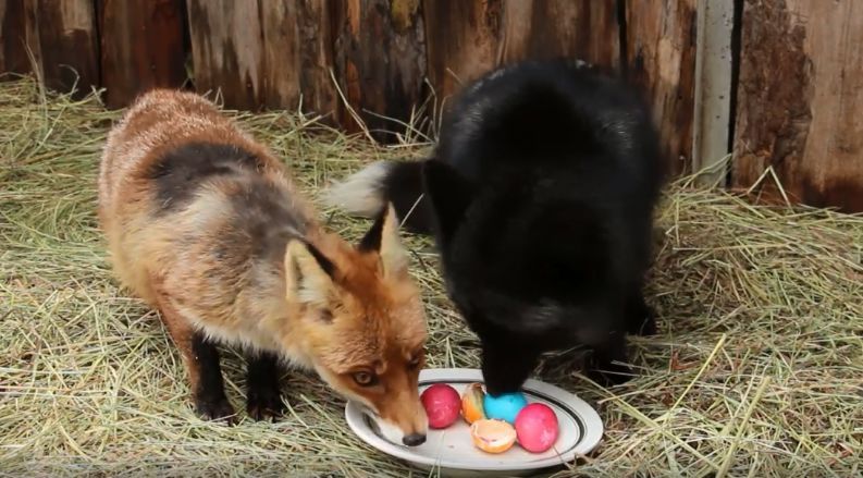 У Харківському зоопарку з нагоди Великодня тварин пригостили крашанками: веселе відео