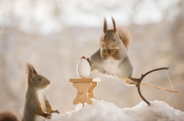 Як дикі білки святкують Великдень - фото 237461