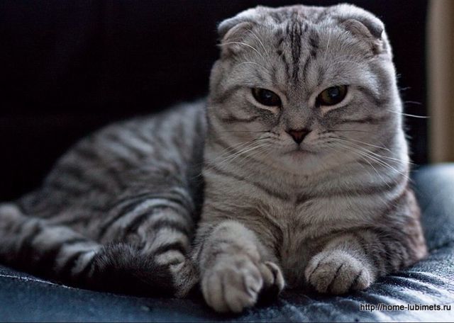 Ці породи котиків вважаються найрозумнішими- фото 239769