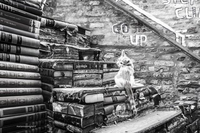 Фотограф показала котів, які мешкають на різних роботах - фото 242189