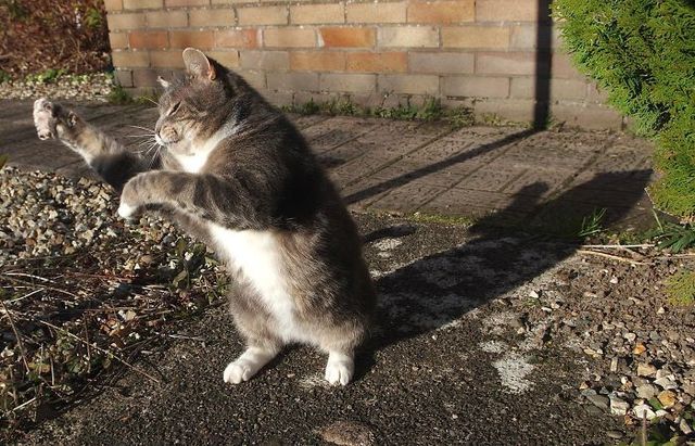 Ці коти вміють танцювати: кумедні фото - фото 240615