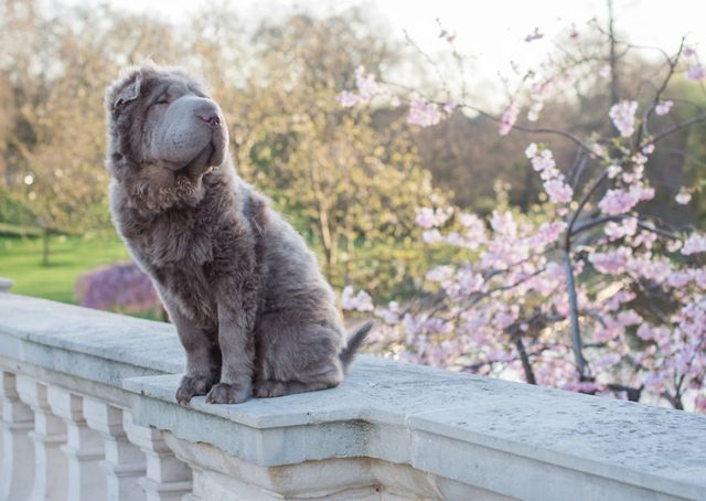 Чарівний собака-ведмідь шукає пригоди в Лондоні - фото 241303