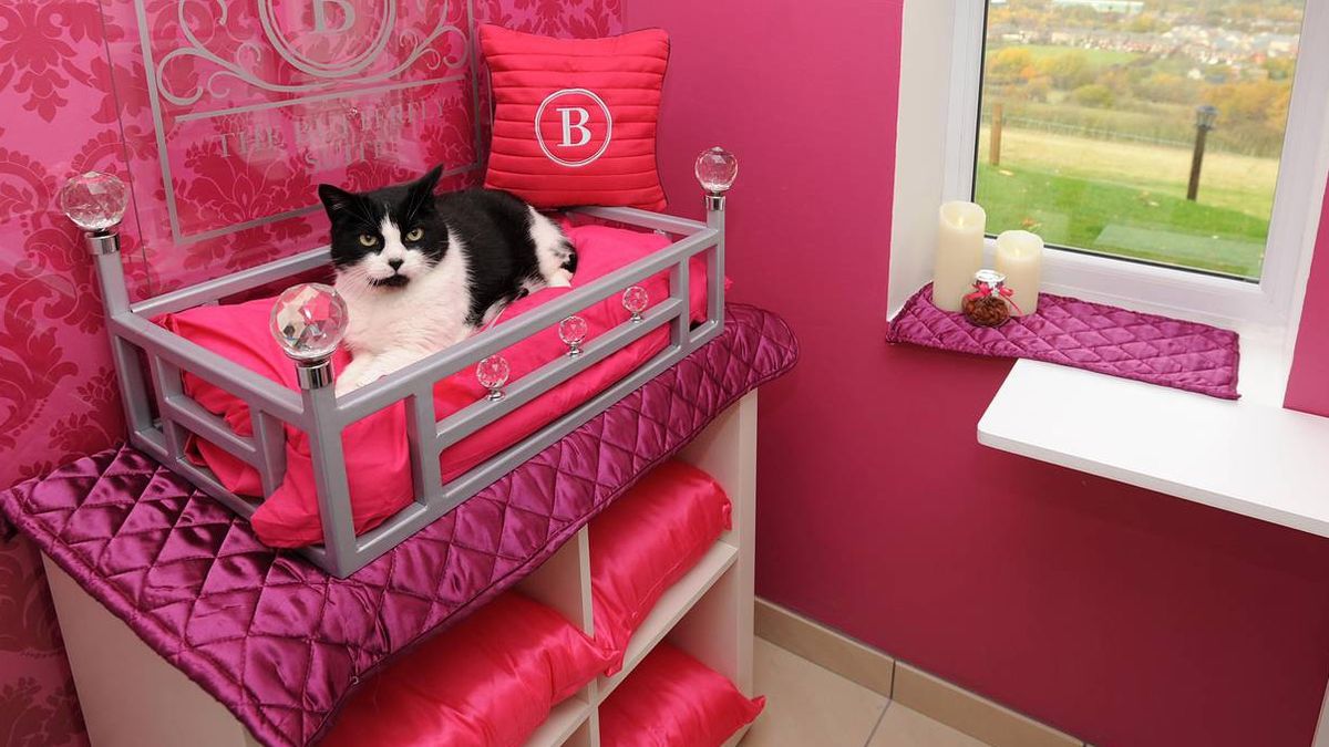 Студент-ветеринар перетворив свій будинок на котячий готель - фото 1