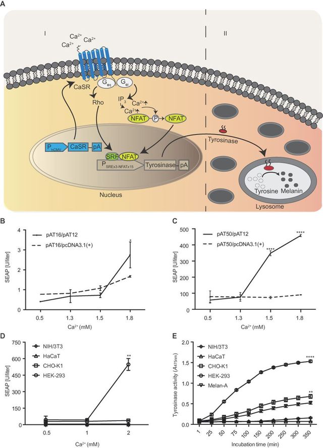 Як працює штучна родимка, що виявляє рак на ранній стадії - фото 242028