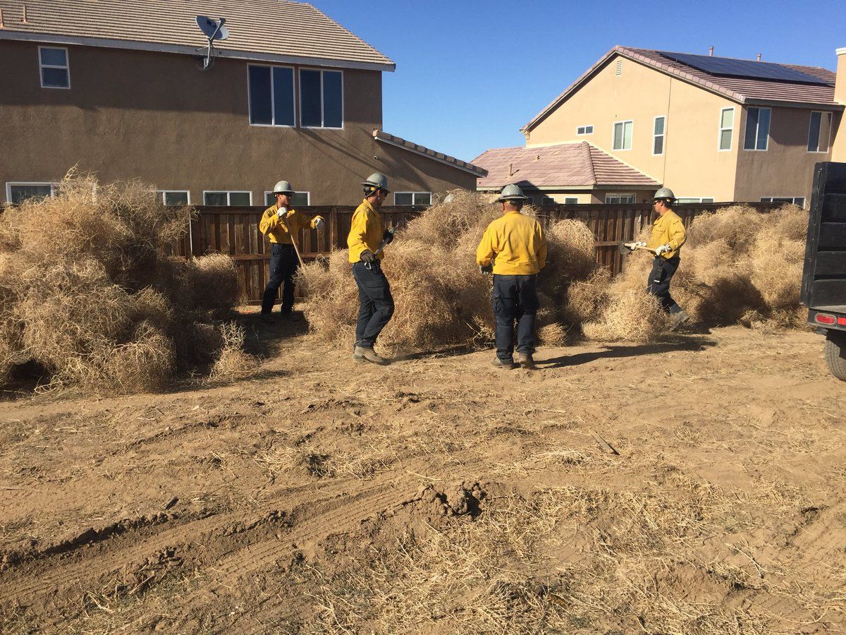 Американське містечко атакувало перекотиполе: з'явилось відео