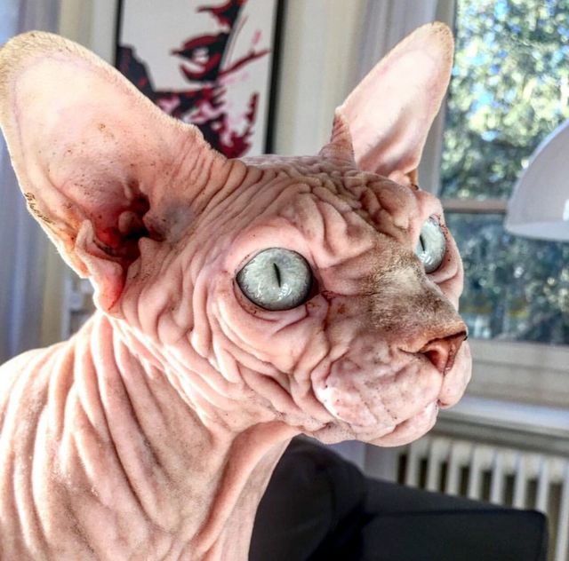 Найзлішого кота світу знайшли в Instagram - фото 238966