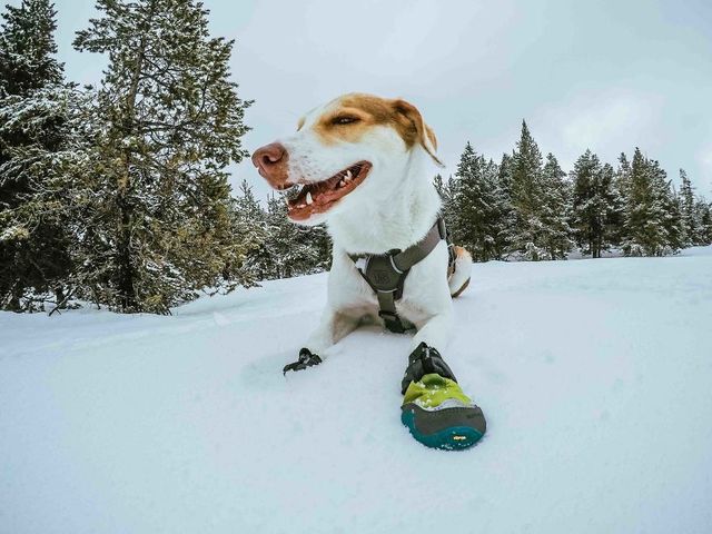 Цей собака посміхається вже рік, і ось чому - фото 240659