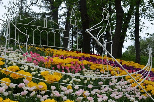 У Києві відкрилася виставка тюльпанів - фото 243813