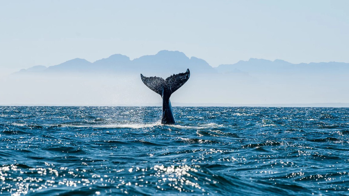 Сьогодні у більшості китів немає природних ворогів - фото 1