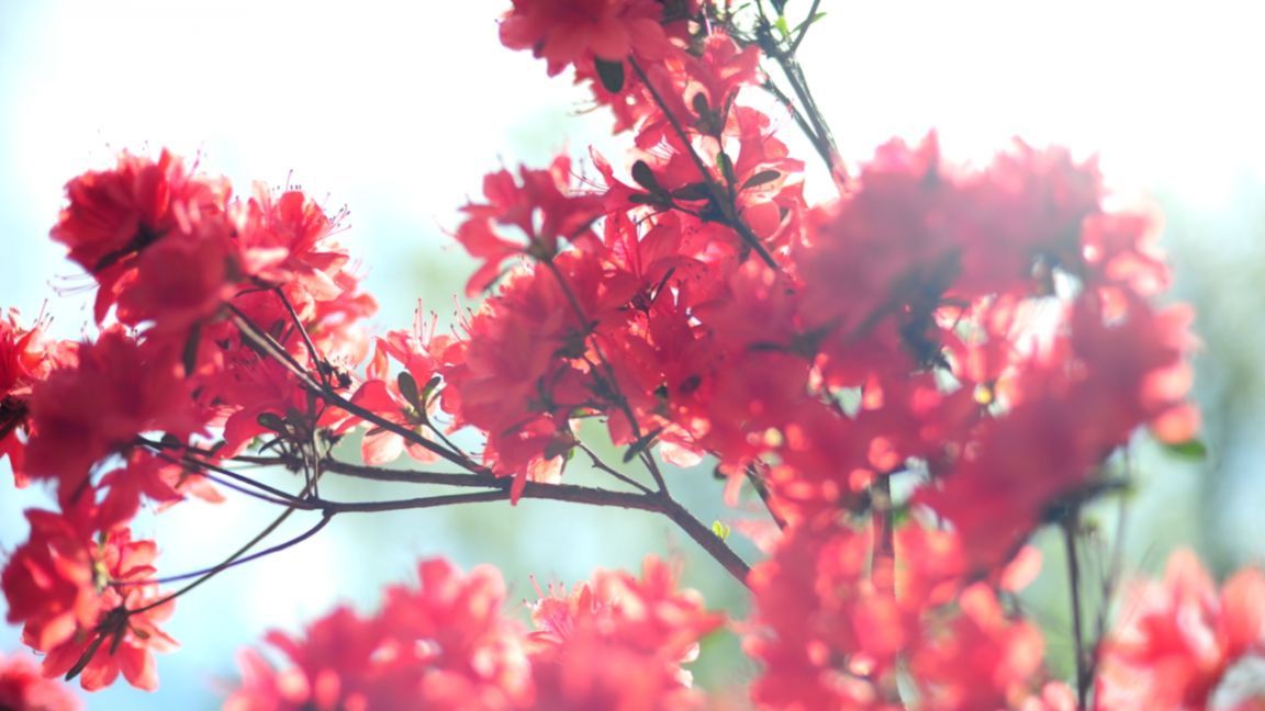 Яку погоду очікувати на Благовіщення