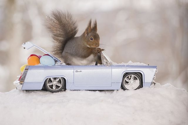 Як дикі білки святкують Великдень - фото 237465