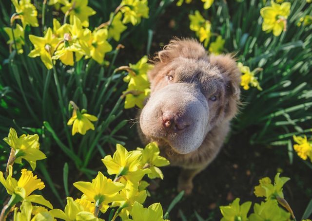 Чарівний собака-ведмідь шукає пригоди в Лондоні - фото 241305