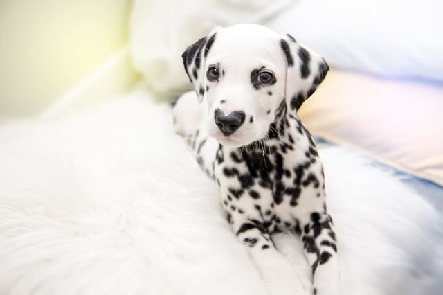 Чарівник цуцик краде людські серця, і це не дивно - фото 240910