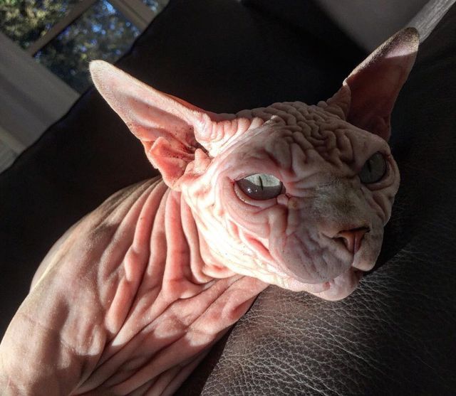 Найзлішого кота світу знайшли в Instagram - фото 238965