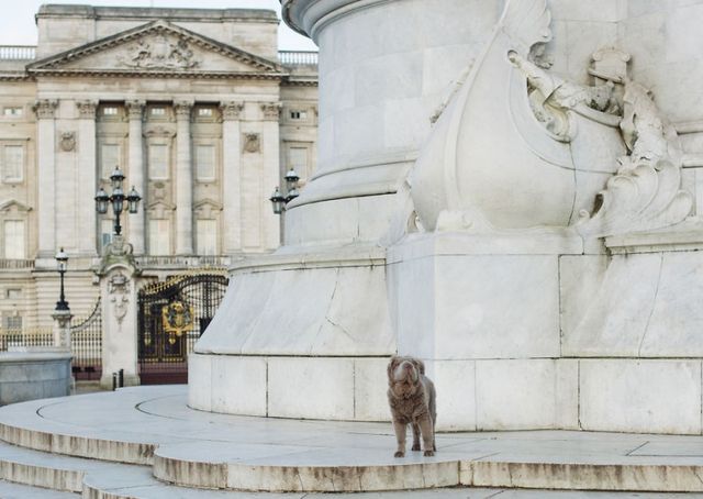 Чарівний собака-ведмідь шукає пригоди в Лондоні - фото 241300