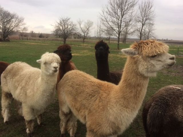 Стильні альпаки після стрижки: фото, від яких важко втримати сміх - фото 242769