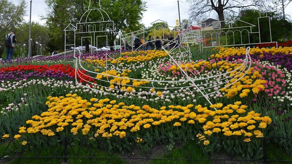 У Києві відкрилася виставка тюльпанів