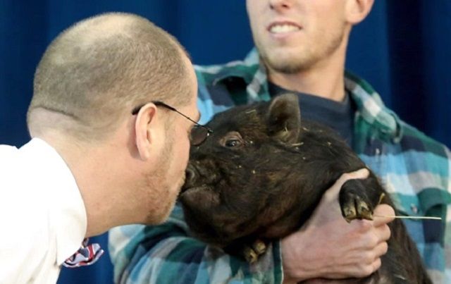 У США директор школи поцілував свиню: курйозне відео