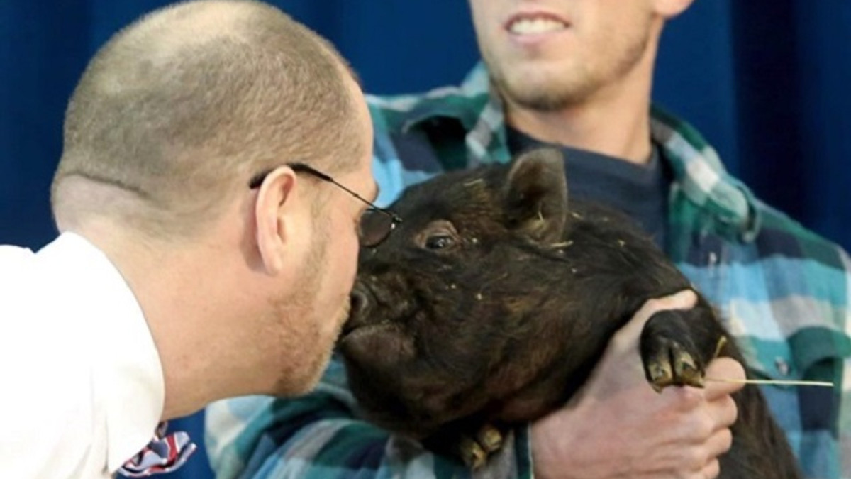 У США директор школи поцілував свиню: курйозне відео - фото 1