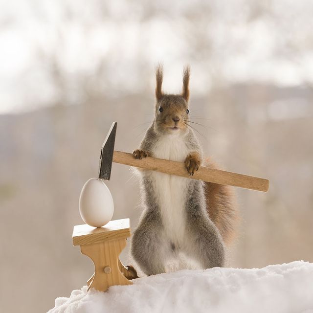 Як дикі білки святкують Великдень - фото 237462