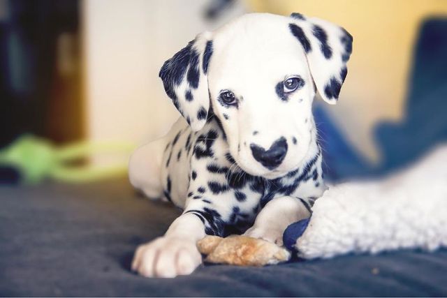 Чарівник цуцик краде людські серця, і це не дивно - фото 240919