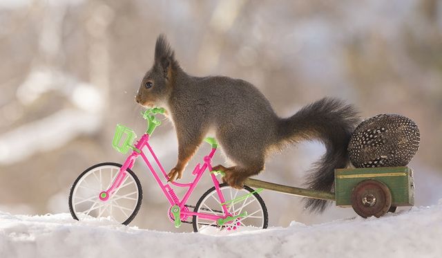 Як дикі білки святкують Великдень - фото 237463