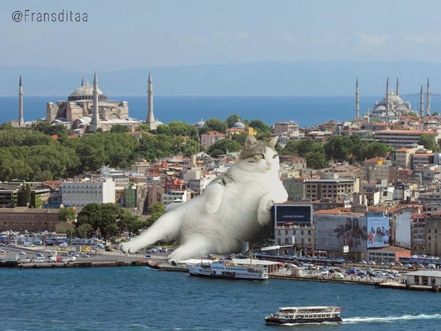Затори з котиків: художник показує гігантських пухнастиків на вулицях - фото 242514