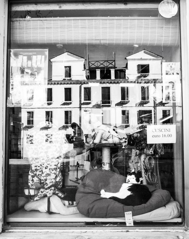 Фотограф показала котів, які мешкають на різних роботах - фото 242194