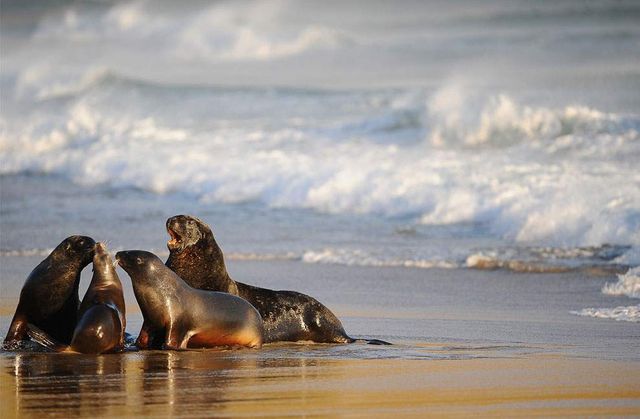 Повсякденне життя новозеландців у яскравих знімках- фото 243712