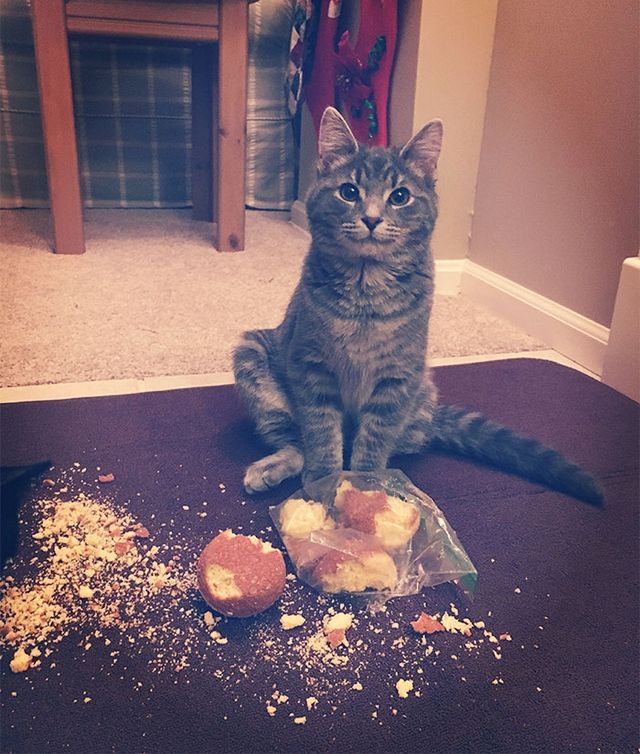 Коти-дурники, які роблять шкоду - фото 240001