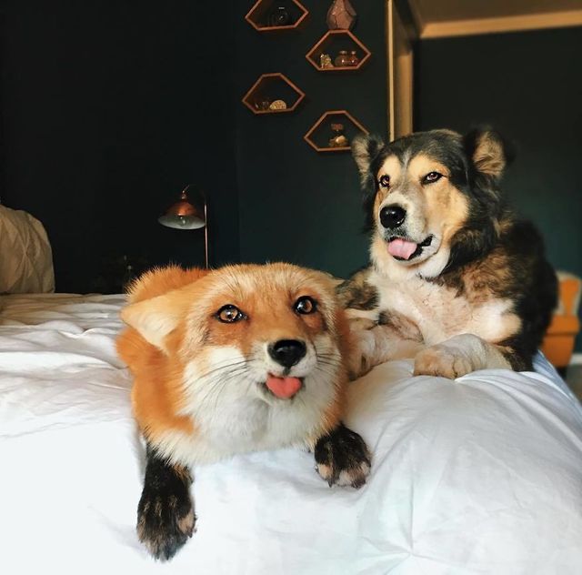 Як виглядає життя з веселим лисеням вдома - фото 237425