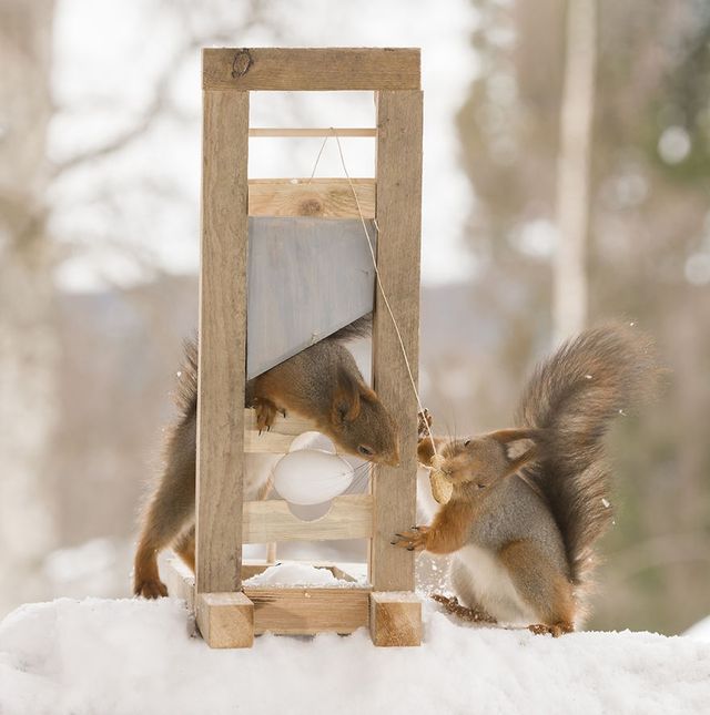 Як дикі білки святкують Великдень - фото 237472
