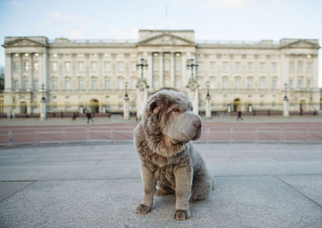Чарівний собака-ведмідь шукає пригоди в Лондоні - фото 241301