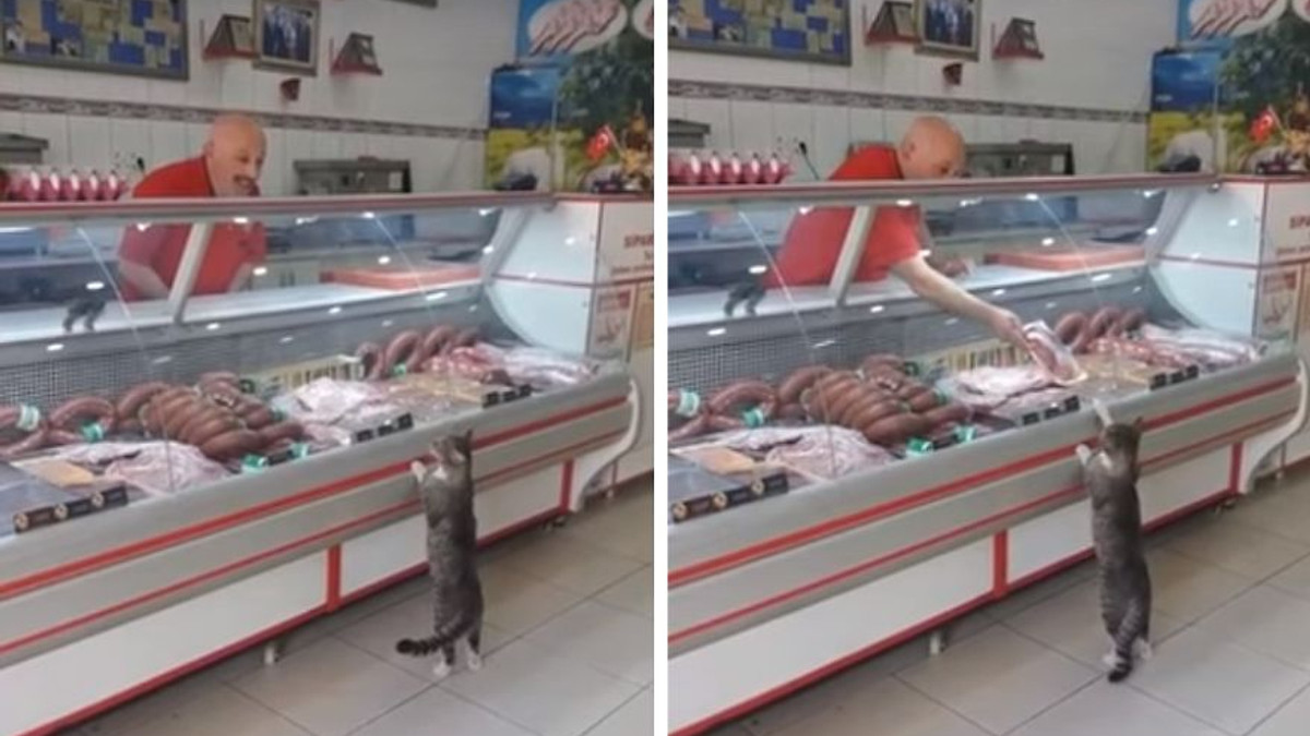 Кіт, який купує м'ясо у магазині, став зіркою мережі - фото 1