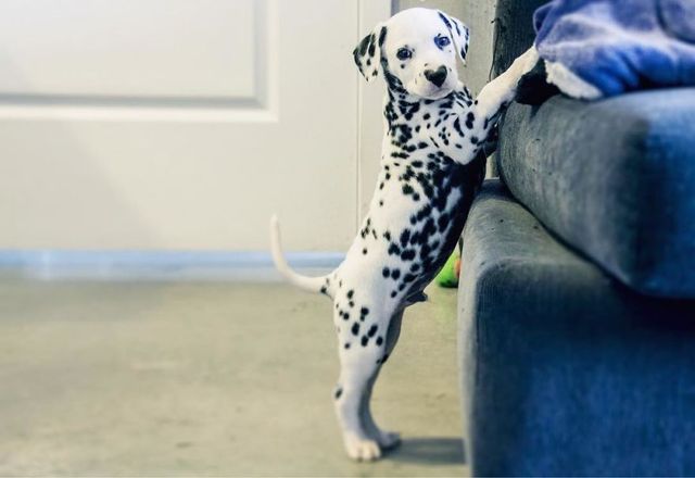 Чарівник цуцик краде людські серця, і це не дивно - фото 240912