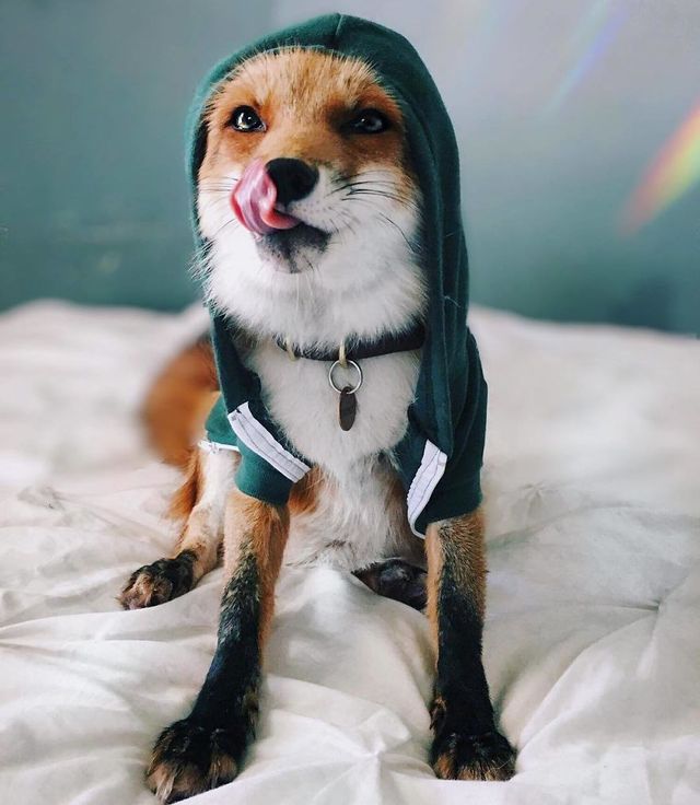 Як виглядає життя з веселим лисеням вдома - фото 237427