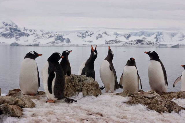У Міносвіти креативно привітали з Всесвітнім днем пінгвіна - фото 243026