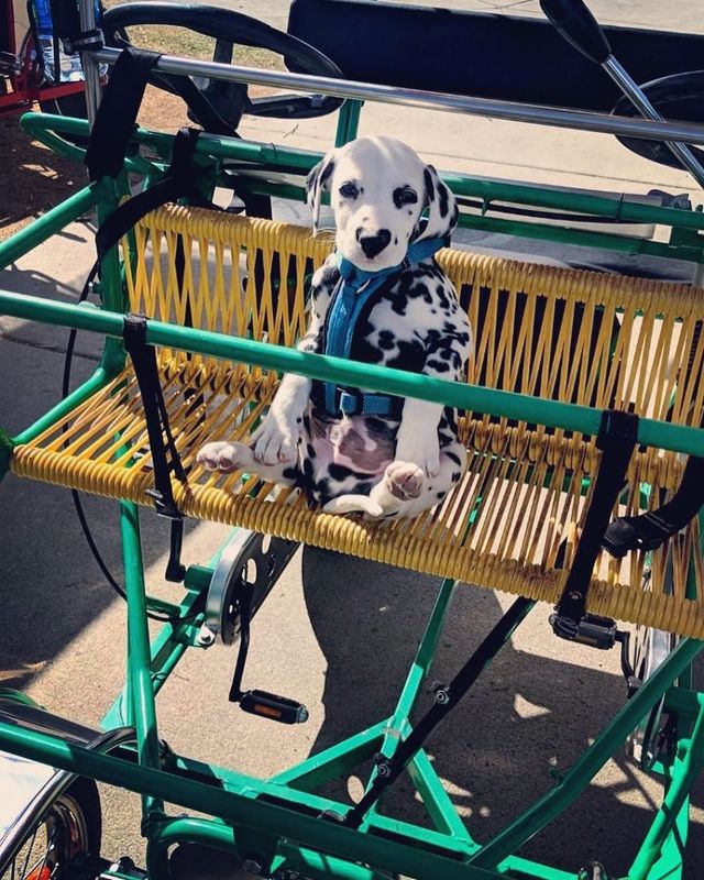 Чарівник цуцик краде людські серця, і це не дивно - фото 240924