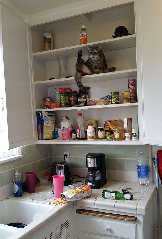 Коти-дурники, які роблять шкоду - фото 239999