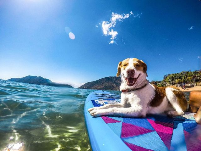 Цей собака посміхається вже рік, і ось чому - фото 240660