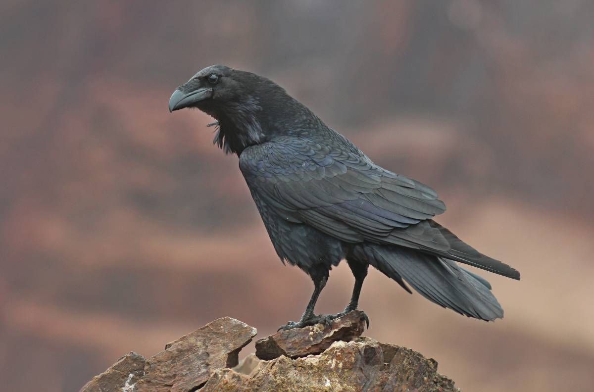 Такого ще не бачили! У мережі показали білого ворона