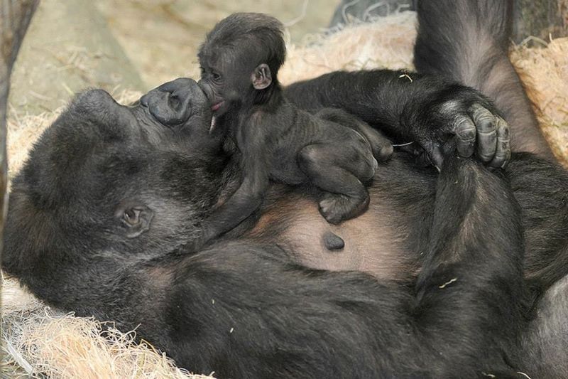 У мережі набирає популярність відео рідкісної горили з дитинчам