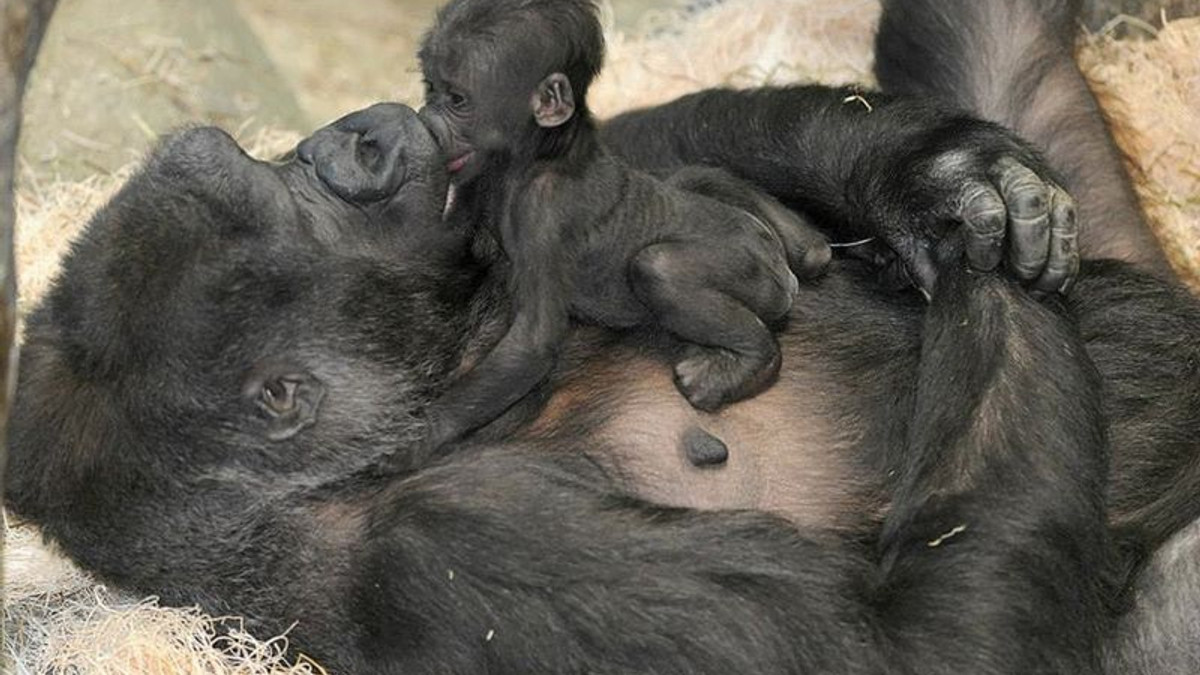 У мережі набирає популярність відео рідкісної горили з дитинчам - фото 1