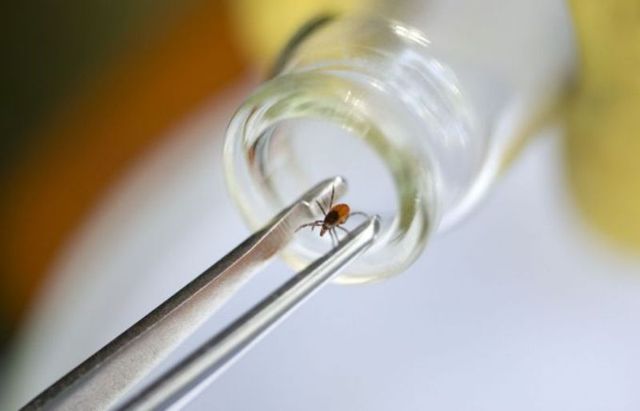 Поради від МОЗ: що робити, коли вкусив кліщ - фото 242176