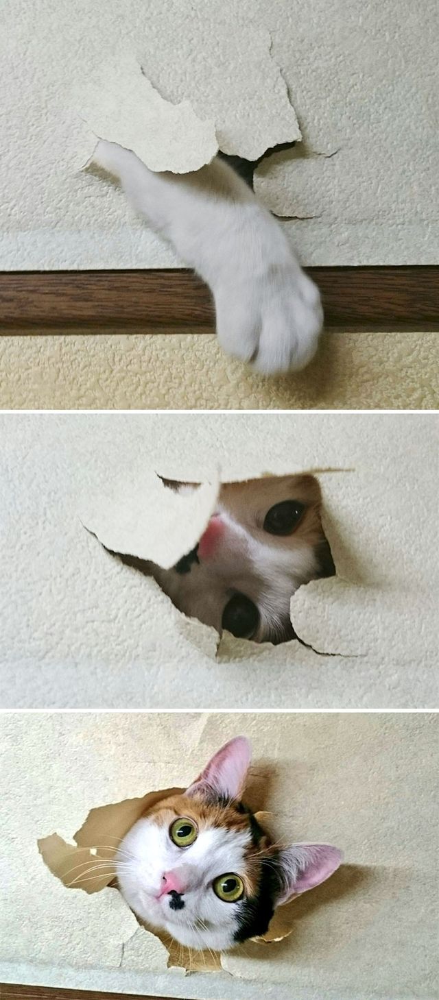 Коти-дурники, які роблять шкоду - фото 240003